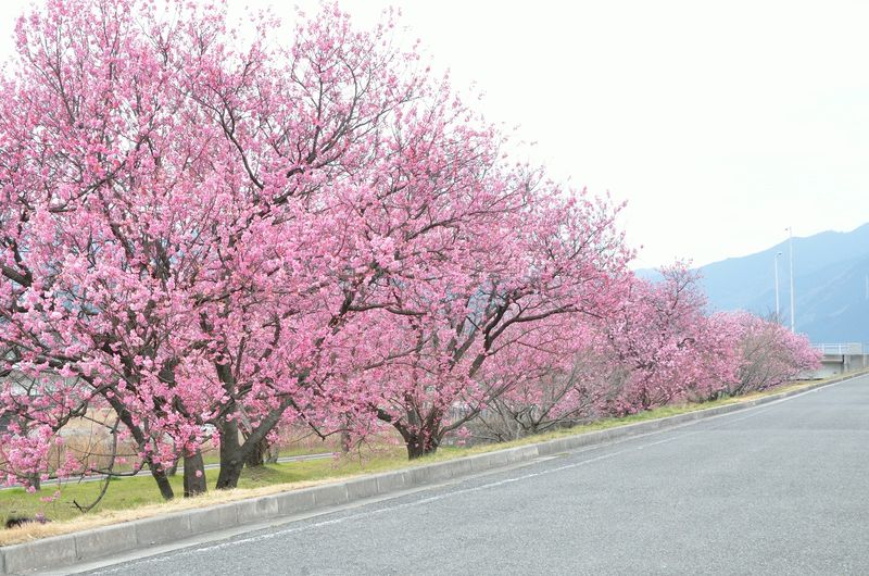 2016.03.12　横河原の陽紅桜 102